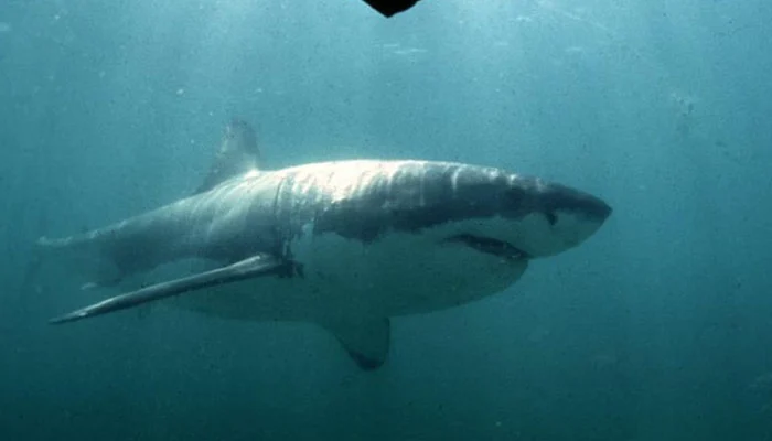 Shark mauls boy in Sydney Harbour