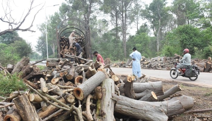 Islamabad’s paper mulberry trees cut on PMO orders, CDA tells IHC