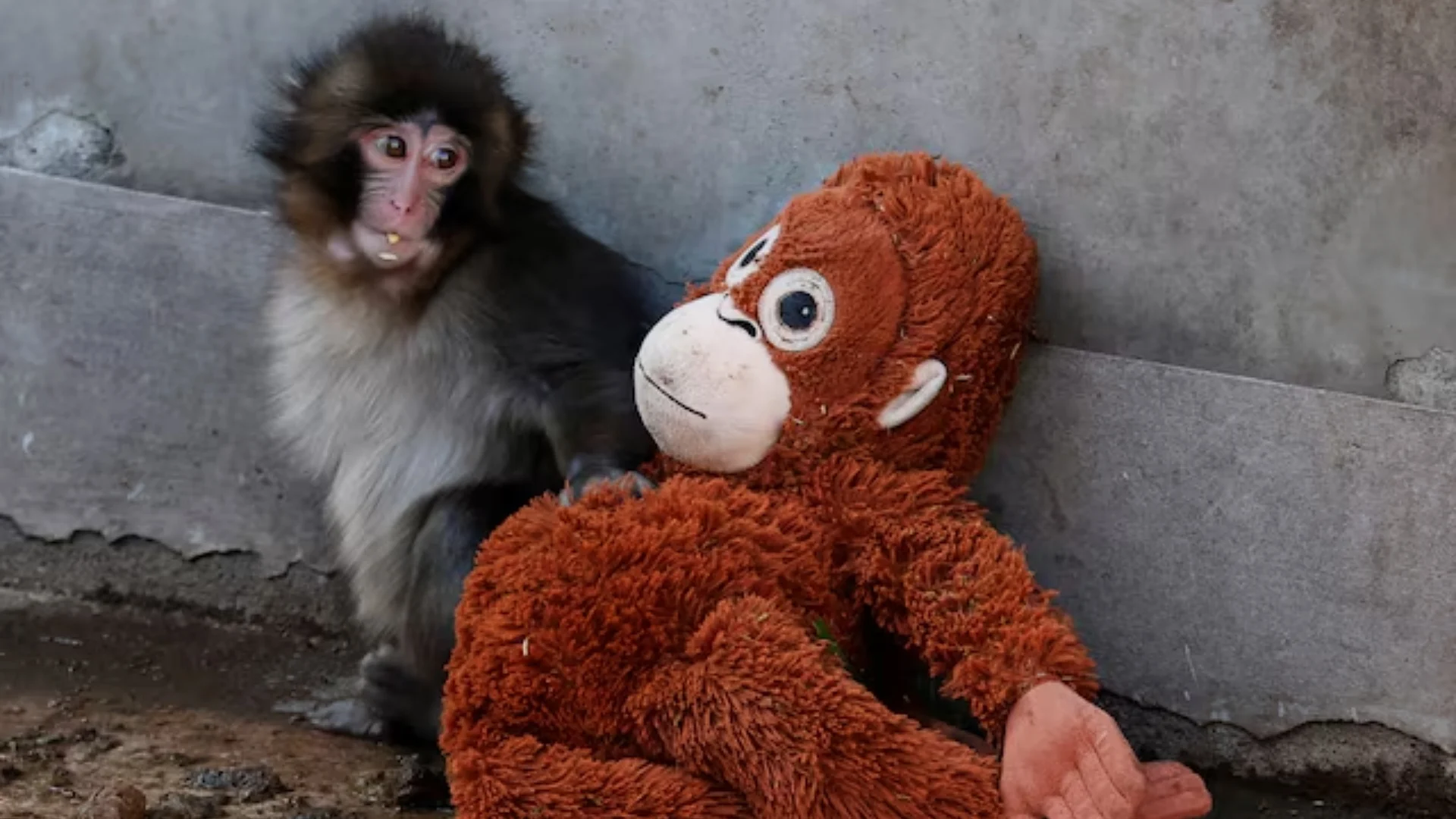 Punch the Japanese snow monkey captures hearts while kin face culls