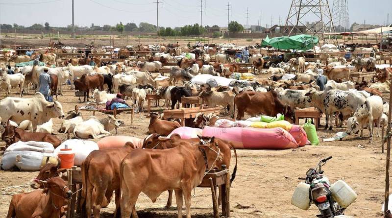 KP issues advisory to curb Congo virus spread ahead of Eidul Azha