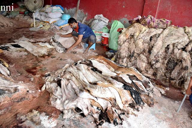 Over 7.4m animals sacrificed in Pakistan on Eid-ul-Azha: Report
