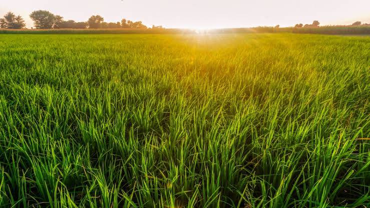 Green Pakistan Initiative turns barren land into productive farmland